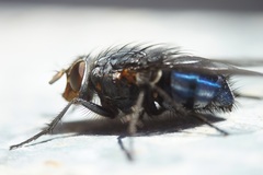 Calliphora