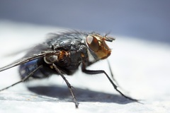 Calliphora