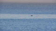 Phocoena phocoena vomerina
