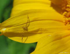 Misumenops maculissparsus