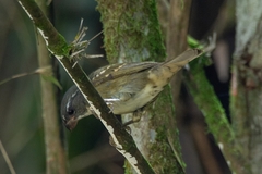 Sporophila frontalis