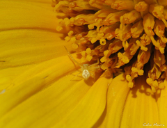 Misumenops maculissparsus