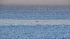 Phocoena phocoena vomerina