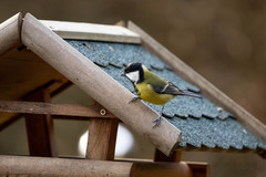 Parus major