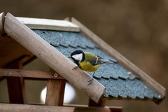 Parus major