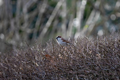 Passer domesticus