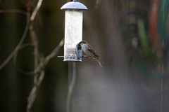 Passer domesticus