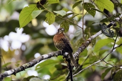 Malacoptila mystacalis