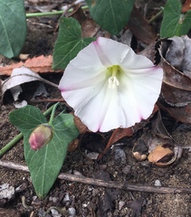 Calystegia purpurata