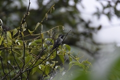 Heliomaster longirostris