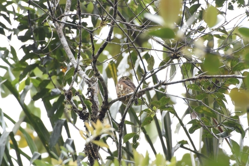 Cloud-forest Pygmy Owl (Glaucidium nubicola)