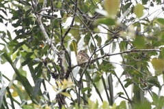 Glaucidium nubicola