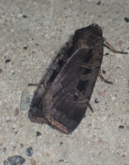 Pseudohermonassa tenuicula