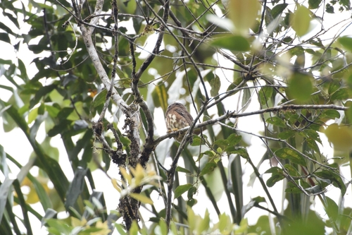 Cloud-forest Pygmy Owl (Glaucidium nubicola), photo 2