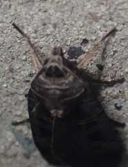 Pseudohermonassa tenuicula