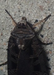 Pseudohermonassa tenuicula