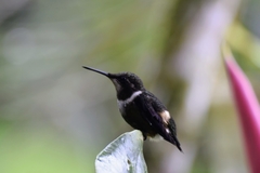 Philodice mitchellii