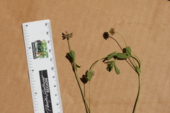 Trifolium bifidum decipiens