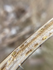 Antistrophus