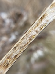 Antistrophus