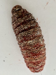 Cephenemyia phobifer
