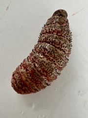 Cephenemyia phobifer