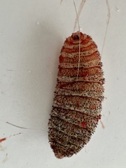 Cephenemyia phobifer