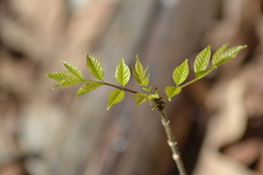Fraxinus pennsylvanica subintegerrima