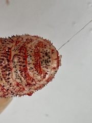 Cephenemyia phobifer