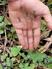 Emilia sonchifolia image