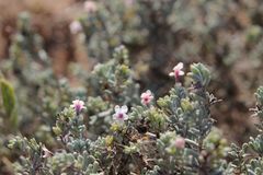 Echiochilon chazaliei