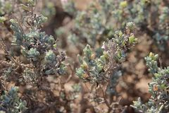 Echiochilon chazaliei