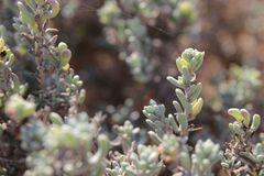 Echiochilon chazaliei