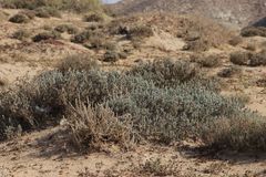 Echiochilon chazaliei