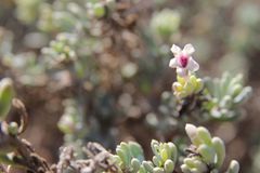 Echiochilon chazaliei