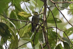 Pachyramphus versicolor