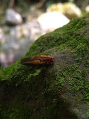 Semiotus intermedius