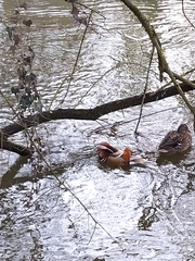 Aix galericulata