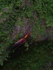 Semiotus intermedius