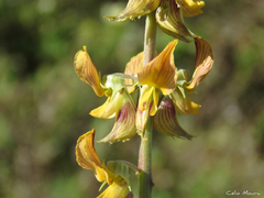 Crotalaria pallida