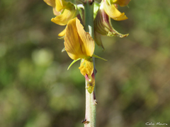 Crotalaria pallida