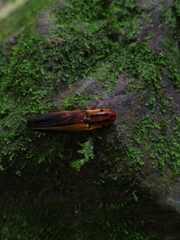 Semiotus intermedius