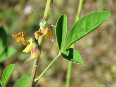 Crotalaria pallida