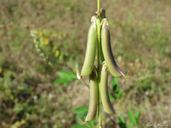 Crotalaria pallida