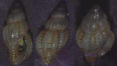Cyrillia linearis