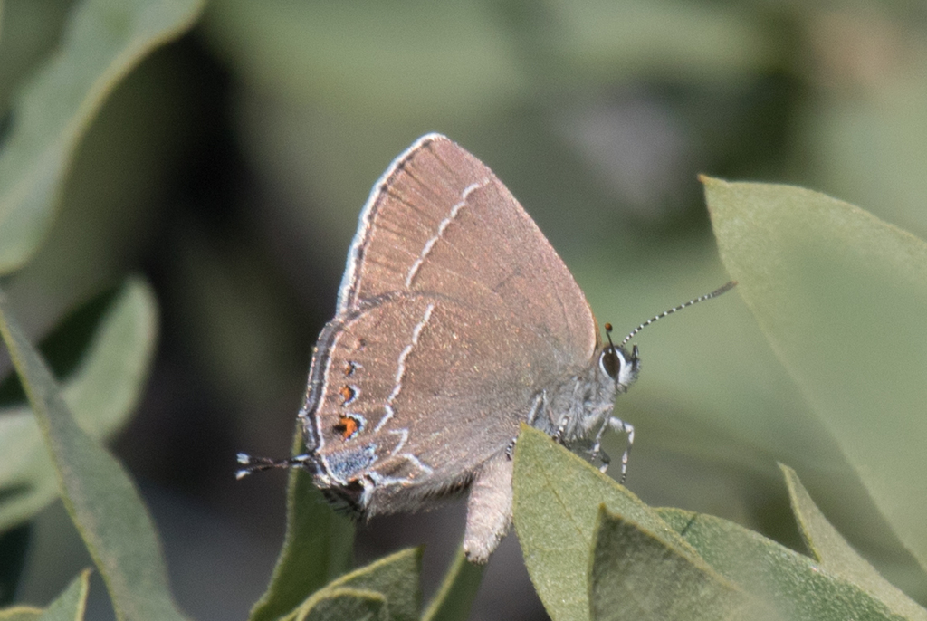 Poling's Hairstreak