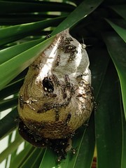 Polybia occidentalis