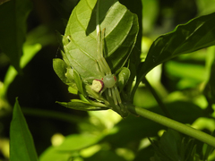 Misumenops callinurus