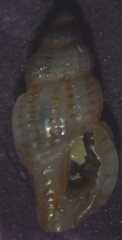 Cyrillia linearis