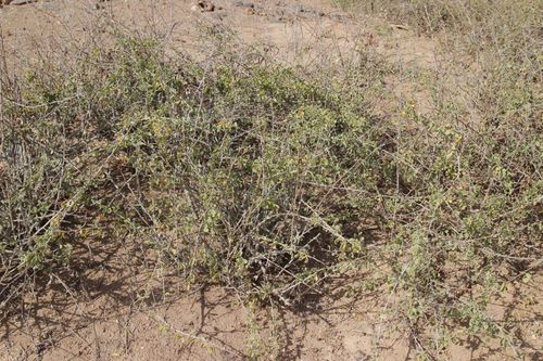 Image of Nitraria retusa by (c) Olivier Argagnon, some rights reserved (CC BY)